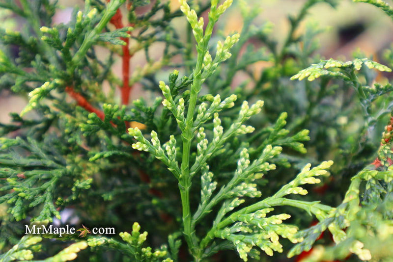 - Chamaecyparis obtusa 'Mariesii' Dwarf Hinoki Cypress - Mr Maple │ Buy Japanese Maple Trees