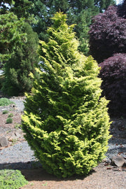 - Chamaecyparis obtusa 'Melody' Narrow Dwarf Golden Hinoki Cypress - Mr Maple │ Buy Japanese Maple Trees