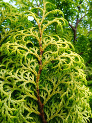 - Chamaecyparis obtusa 'Melody' Narrow Dwarf Golden Hinoki Cypress - Mr Maple │ Buy Japanese Maple Trees