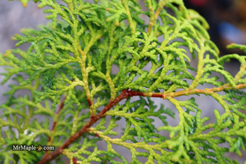 - Chamaecyparis obtusa 'Melody' Narrow Dwarf Golden Hinoki Cypress - Mr Maple │ Buy Japanese Maple Trees