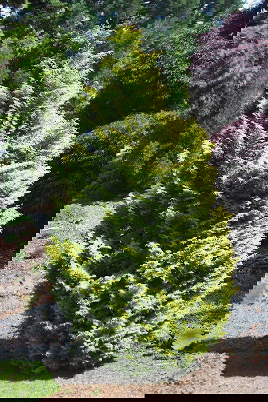 - Chamaecyparis obtusa 'Melody' Narrow Dwarf Golden Hinoki Cypress - Mr Maple │ Buy Japanese Maple Trees