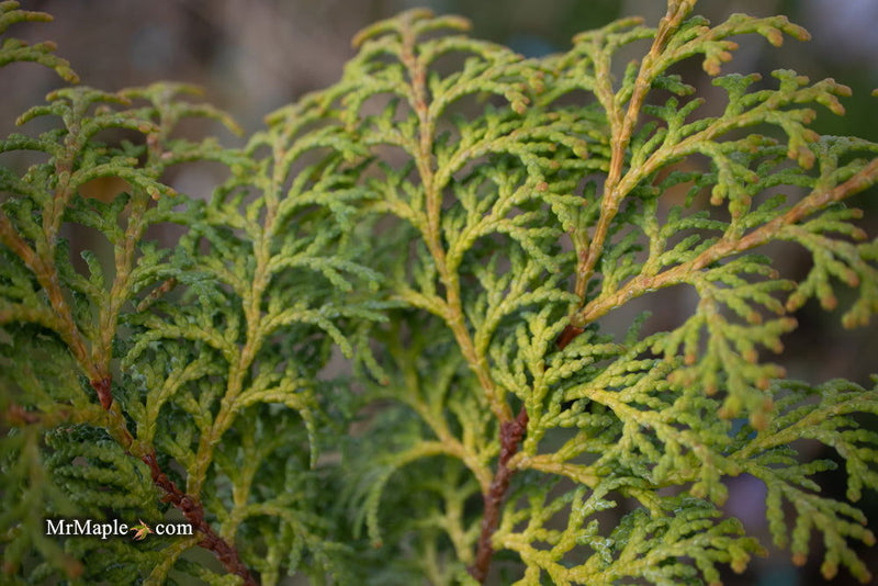 - Chamaecyparis obtusa 'Melody' Narrow Dwarf Golden Hinoki Cypress - Mr Maple │ Buy Japanese Maple Trees