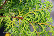 - Chamaecyparis obtusa 'Melody' Narrow Dwarf Golden Hinoki Cypress - Mr Maple │ Buy Japanese Maple Trees