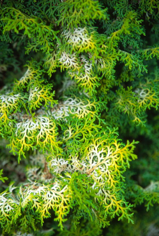 - Chamaecyparis obtusa 'Melody' Narrow Dwarf Golden Hinoki Cypress - Mr Maple │ Buy Japanese Maple Trees