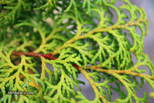 - Chamaecyparis obtusa 'Melody' Narrow Dwarf Golden Hinoki Cypress - Mr Maple │ Buy Japanese Maple Trees