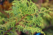 - Chamaecyparis obtusa 'Melody' Narrow Dwarf Golden Hinoki Cypress - Mr Maple │ Buy Japanese Maple Trees