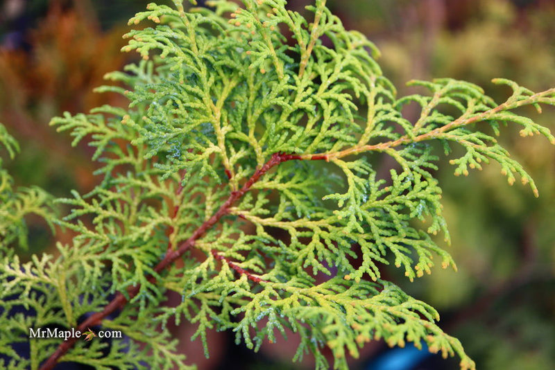 - Chamaecyparis obtusa 'Melody' Narrow Dwarf Golden Hinoki Cypress - Mr Maple │ Buy Japanese Maple Trees