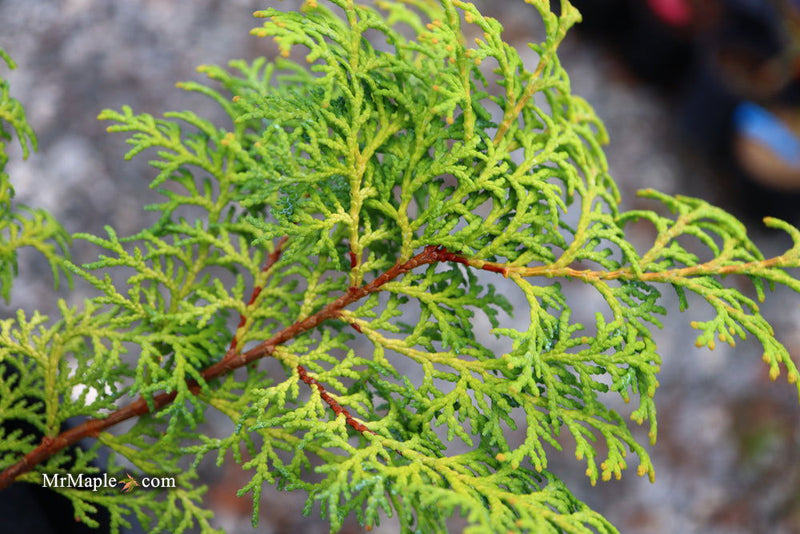 - Chamaecyparis obtusa 'Melody' Narrow Dwarf Golden Hinoki Cypress - Mr Maple │ Buy Japanese Maple Trees