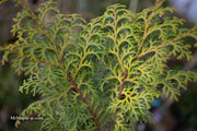 - Chamaecyparis obtusa 'Melody' Narrow Dwarf Golden Hinoki Cypress - Mr Maple │ Buy Japanese Maple Trees