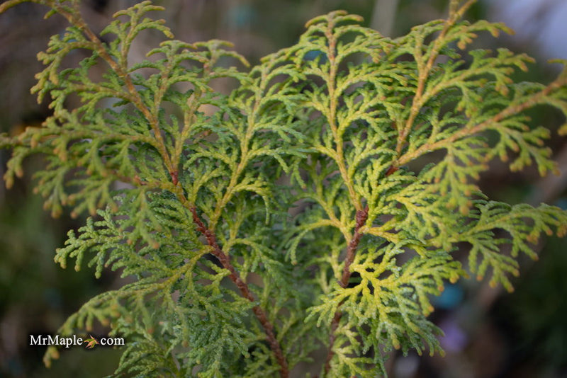 - Chamaecyparis obtusa 'Melody' Narrow Dwarf Golden Hinoki Cypress - Mr Maple │ Buy Japanese Maple Trees