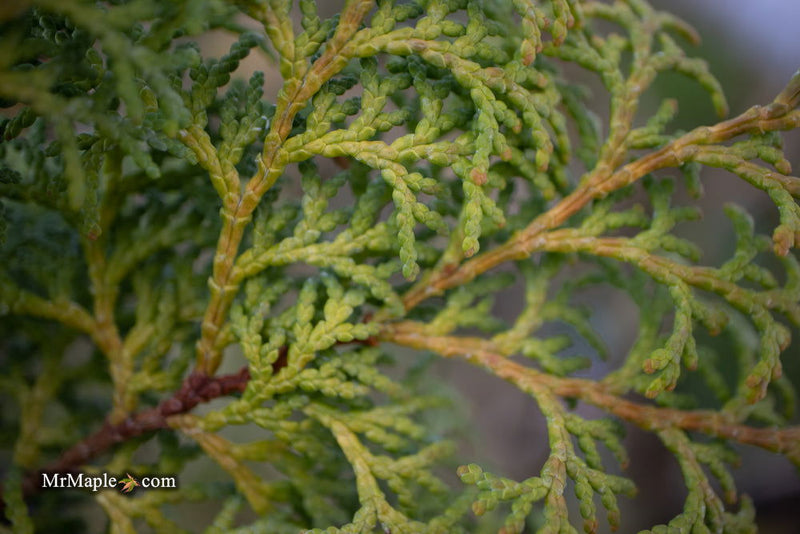 - Chamaecyparis obtusa 'Melody' Narrow Dwarf Golden Hinoki Cypress - Mr Maple │ Buy Japanese Maple Trees