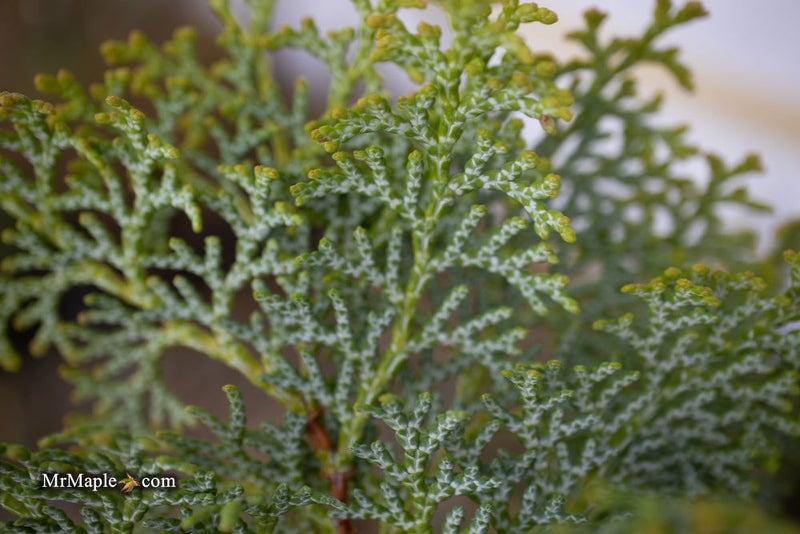 - Chamaecyparis obtusa 'Melody' Narrow Dwarf Golden Hinoki Cypress - Mr Maple │ Buy Japanese Maple Trees