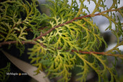 - Chamaecyparis obtusa 'Melody' Narrow Dwarf Golden Hinoki Cypress - Mr Maple │ Buy Japanese Maple Trees