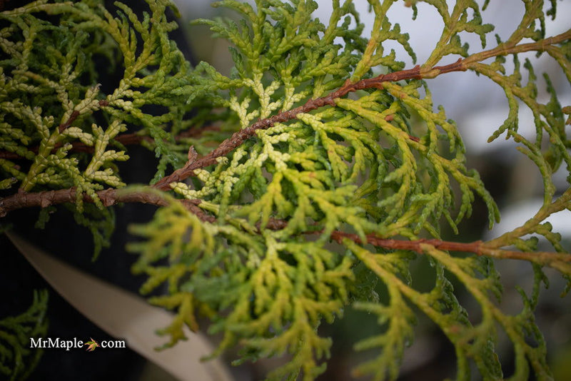 - Chamaecyparis obtusa 'Melody' Narrow Dwarf Golden Hinoki Cypress - Mr Maple │ Buy Japanese Maple Trees