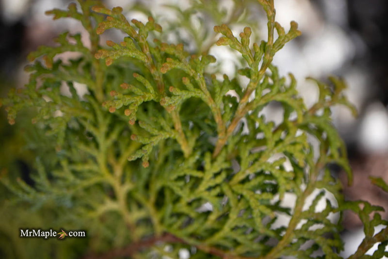 - Chamaecyparis obtusa 'Melody' Narrow Dwarf Golden Hinoki Cypress - Mr Maple │ Buy Japanese Maple Trees