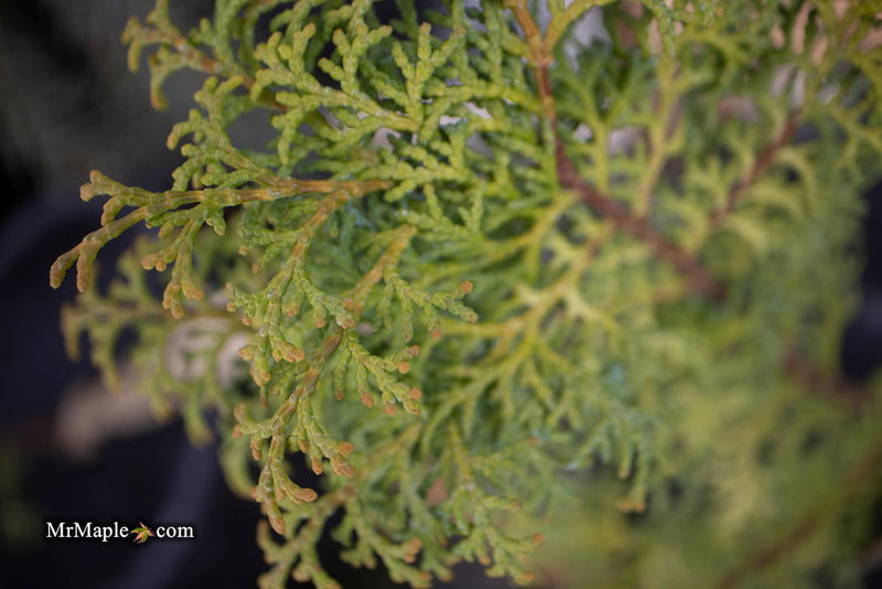 - Chamaecyparis obtusa 'Melody' Narrow Dwarf Golden Hinoki Cypress - Mr Maple │ Buy Japanese Maple Trees