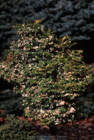 - Chamaecyparis obtusa 'Moonshine’ Hinoki Cypress - Mr Maple │ Buy Japanese Maple Trees