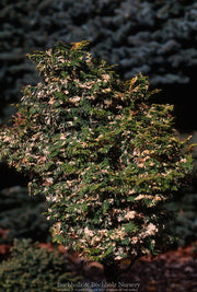 - Chamaecyparis obtusa 'Moonshine’ Hinoki Cypress - Mr Maple │ Buy Japanese Maple Trees