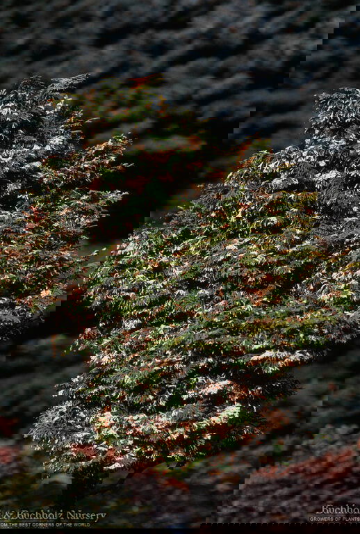 - Chamaecyparis obtusa 'Moonshine’ Hinoki Cypress - Mr Maple │ Buy Japanese Maple Trees