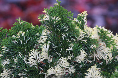 - Chamaecyparis obtusa 'Moonshine’ Hinoki Cypress - Mr Maple │ Buy Japanese Maple Trees