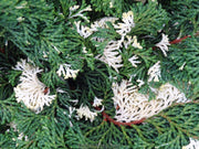 - Chamaecyparis obtusa 'Moonshine’ Hinoki Cypress - Mr Maple │ Buy Japanese Maple Trees