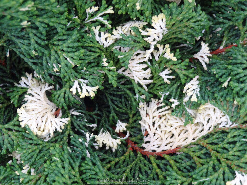 - Chamaecyparis obtusa 'Moonshine’ Hinoki Cypress - Mr Maple │ Buy Japanese Maple Trees