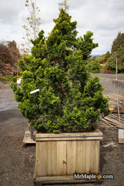 - Chamaecyparis obtusa 'Nana lutea' Dwarf Hinoki Cypress - Mr Maple │ Buy Japanese Maple Trees