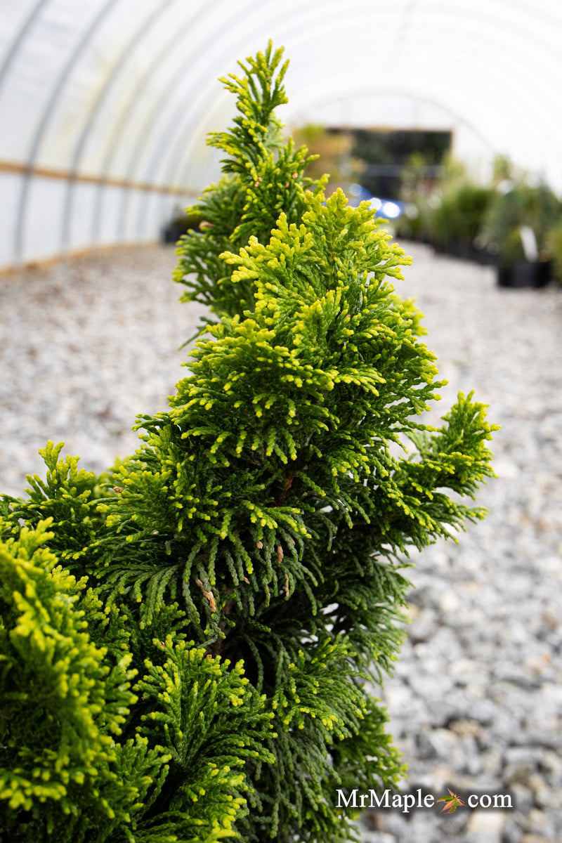 - Chamaecyparis obtusa 'Nana lutea' Dwarf Hinoki Cypress - Mr Maple │ Buy Japanese Maple Trees