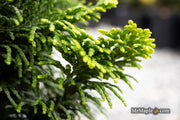 - Chamaecyparis obtusa 'Nana lutea' Dwarf Hinoki Cypress - Mr Maple │ Buy Japanese Maple Trees