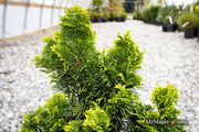 - Chamaecyparis obtusa 'Nana lutea' Dwarf Hinoki Cypress - Mr Maple │ Buy Japanese Maple Trees