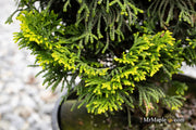 - Chamaecyparis obtusa 'Nana lutea' Dwarf Hinoki Cypress - Mr Maple │ Buy Japanese Maple Trees