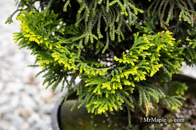 - Chamaecyparis obtusa 'Nana lutea' Dwarf Hinoki Cypress - Mr Maple │ Buy Japanese Maple Trees