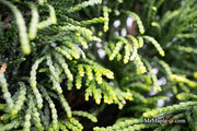 - Chamaecyparis obtusa 'Nana lutea' Dwarf Hinoki Cypress - Mr Maple │ Buy Japanese Maple Trees