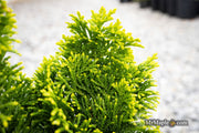 - Chamaecyparis obtusa 'Nana lutea' Dwarf Hinoki Cypress - Mr Maple │ Buy Japanese Maple Trees