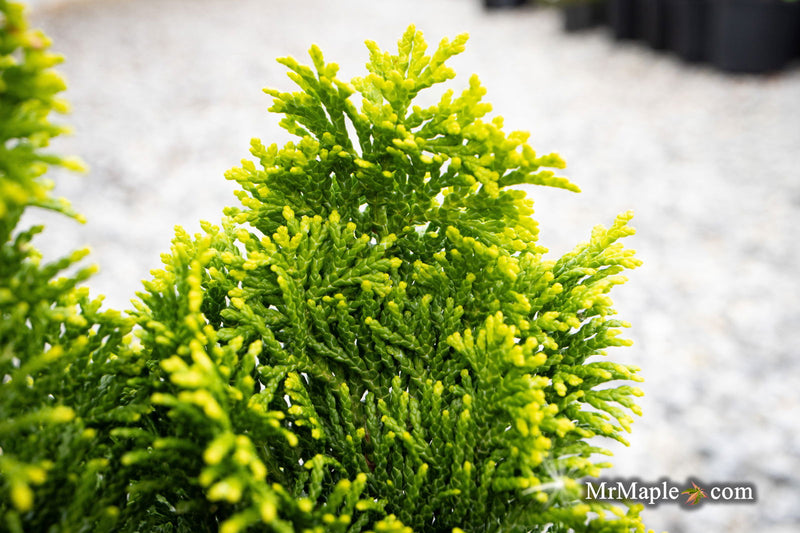 - Chamaecyparis obtusa 'Nana lutea' Dwarf Hinoki Cypress - Mr Maple │ Buy Japanese Maple Trees