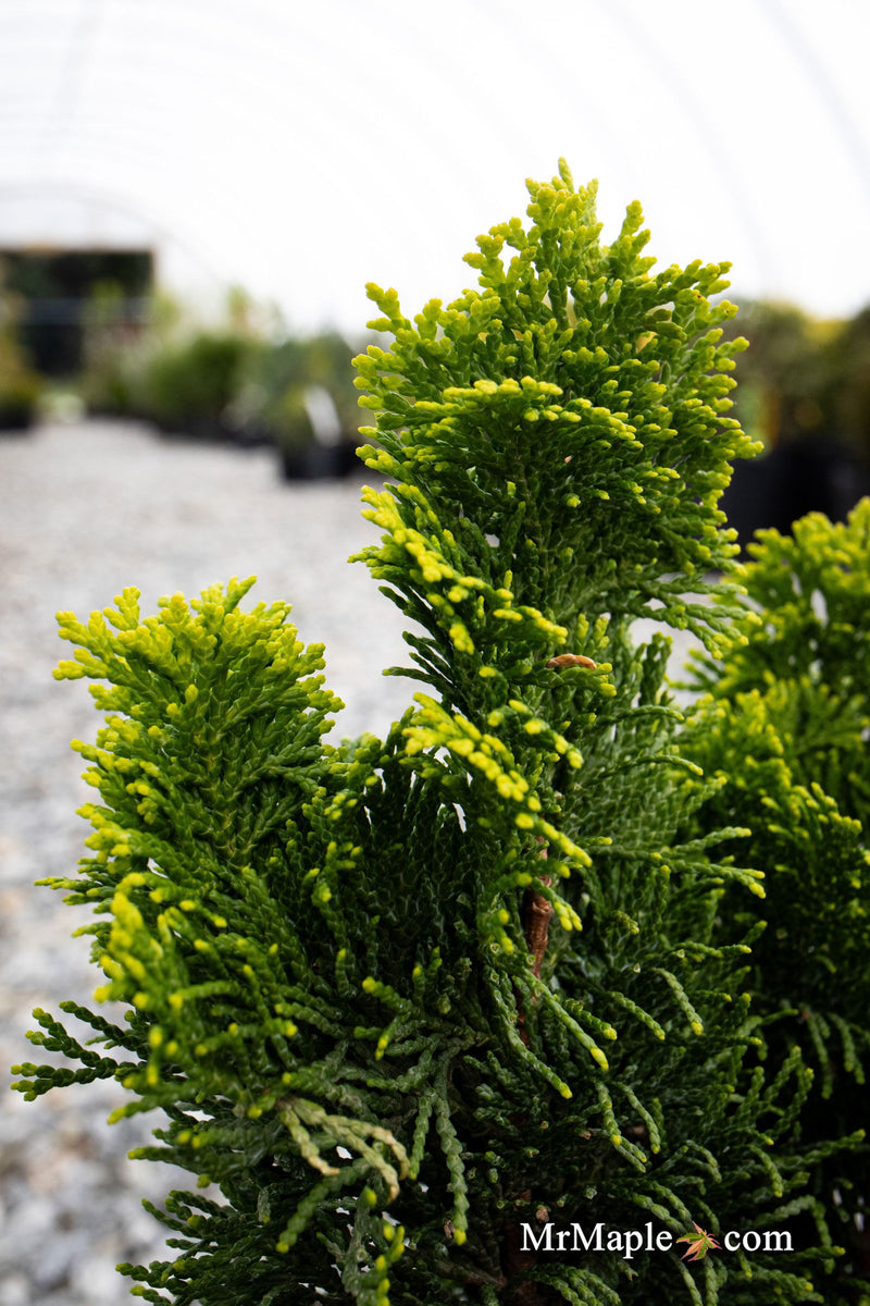 - Chamaecyparis obtusa 'Nana lutea' Dwarf Hinoki Cypress - Mr Maple │ Buy Japanese Maple Trees