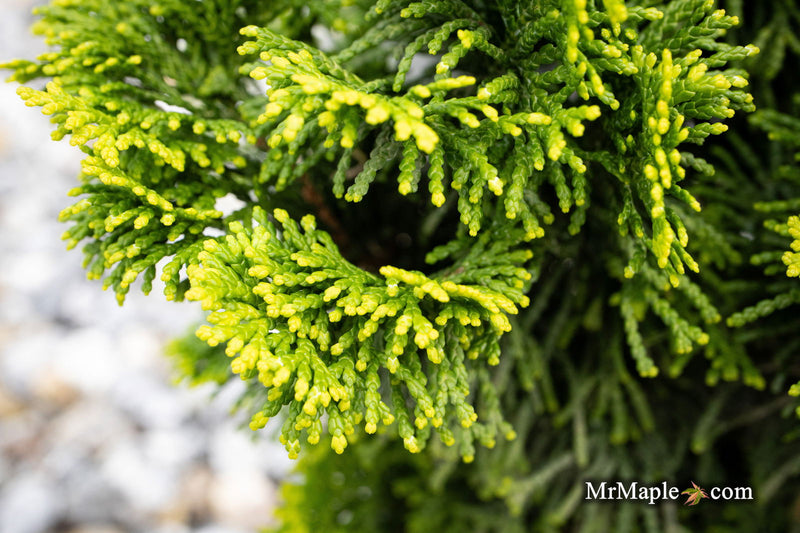 - Chamaecyparis obtusa 'Nana lutea' Dwarf Hinoki Cypress - Mr Maple │ Buy Japanese Maple Trees