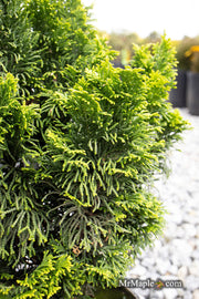 - Chamaecyparis obtusa 'Nana lutea' Dwarf Hinoki Cypress - Mr Maple │ Buy Japanese Maple Trees
