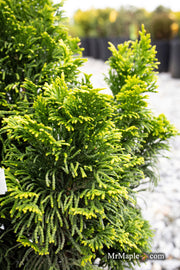 - Chamaecyparis obtusa 'Nana lutea' Dwarf Hinoki Cypress - Mr Maple │ Buy Japanese Maple Trees