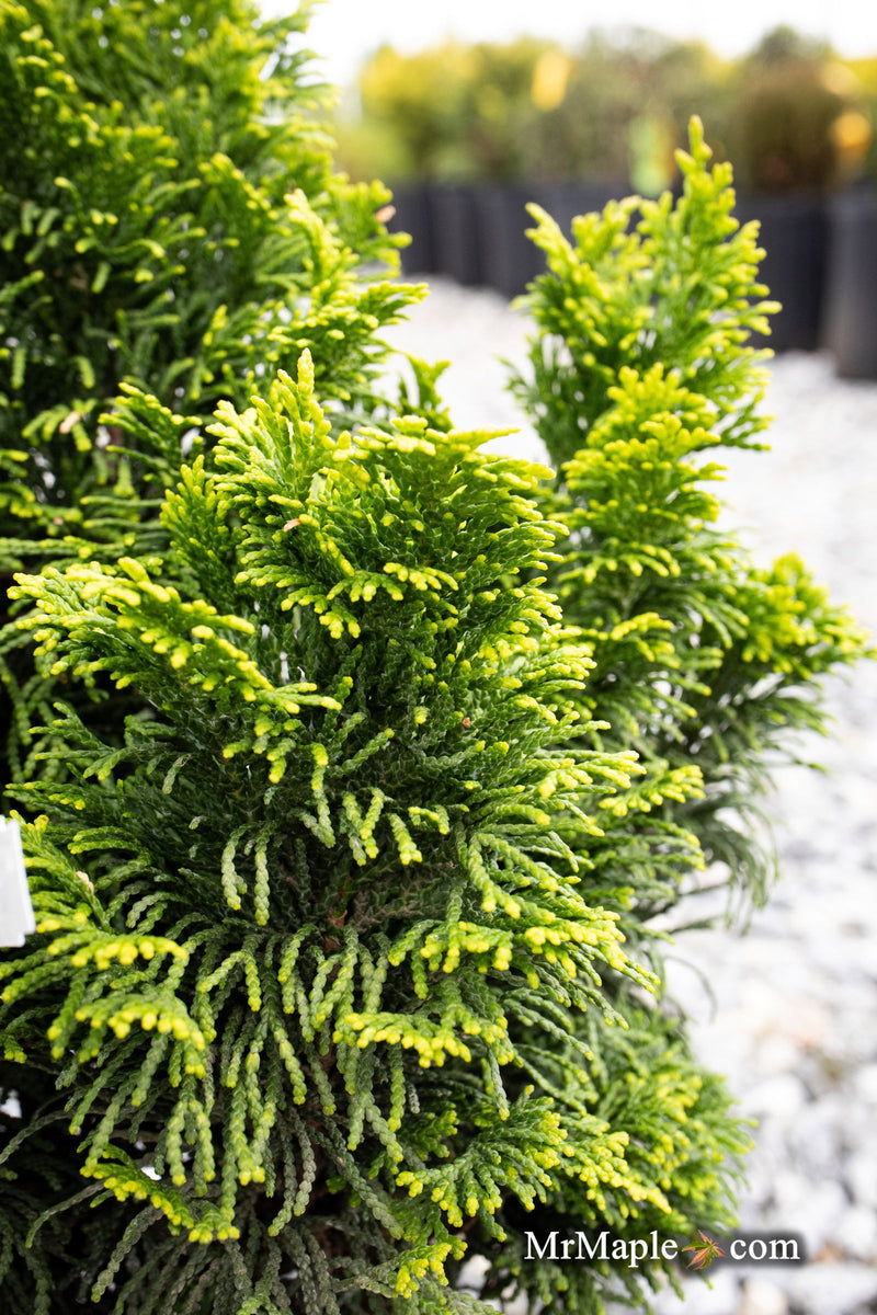 - Chamaecyparis obtusa 'Nana lutea' Dwarf Hinoki Cypress - Mr Maple │ Buy Japanese Maple Trees
