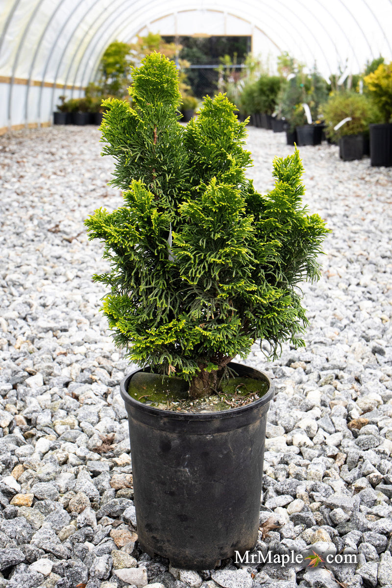 - Chamaecyparis obtusa 'Nana lutea' Dwarf Hinoki Cypress - Mr Maple │ Buy Japanese Maple Trees