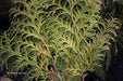 - Chamaecyparis obtusa 'Night Light' Dwarf Hinoki Cypress - Mr Maple │ Buy Japanese Maple Trees