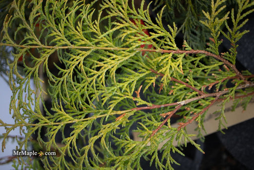 - Chamaecyparis obtusa 'Night Light' Dwarf Hinoki Cypress - Mr Maple │ Buy Japanese Maple Trees