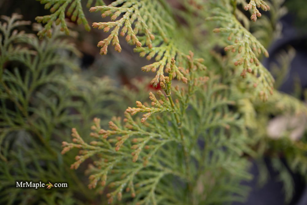 - Chamaecyparis obtusa 'Night Light' Dwarf Hinoki Cypress - Mr Maple │ Buy Japanese Maple Trees