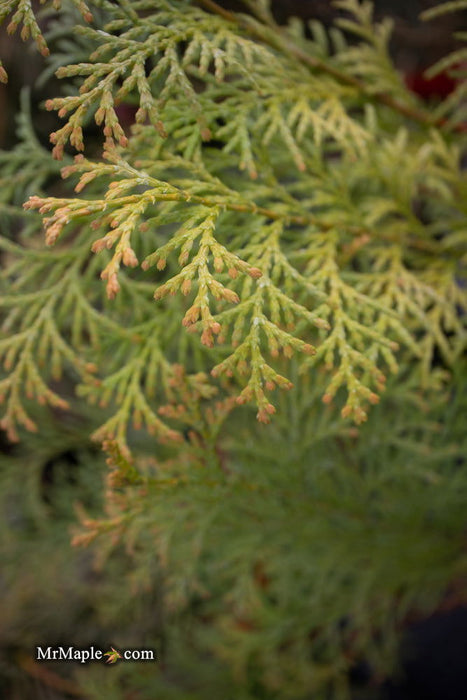 - Chamaecyparis obtusa 'Night Light' Dwarf Hinoki Cypress - Mr Maple │ Buy Japanese Maple Trees