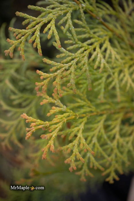 - Chamaecyparis obtusa 'Night Light' Dwarf Hinoki Cypress - Mr Maple │ Buy Japanese Maple Trees