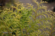 - Chamaecyparis obtusa 'Night Light' Dwarf Hinoki Cypress - Mr Maple │ Buy Japanese Maple Trees