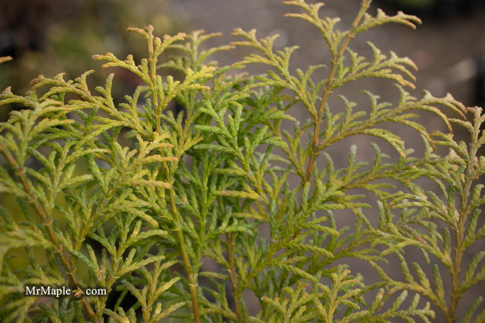 - Chamaecyparis obtusa 'Night Light' Dwarf Hinoki Cypress - Mr Maple │ Buy Japanese Maple Trees