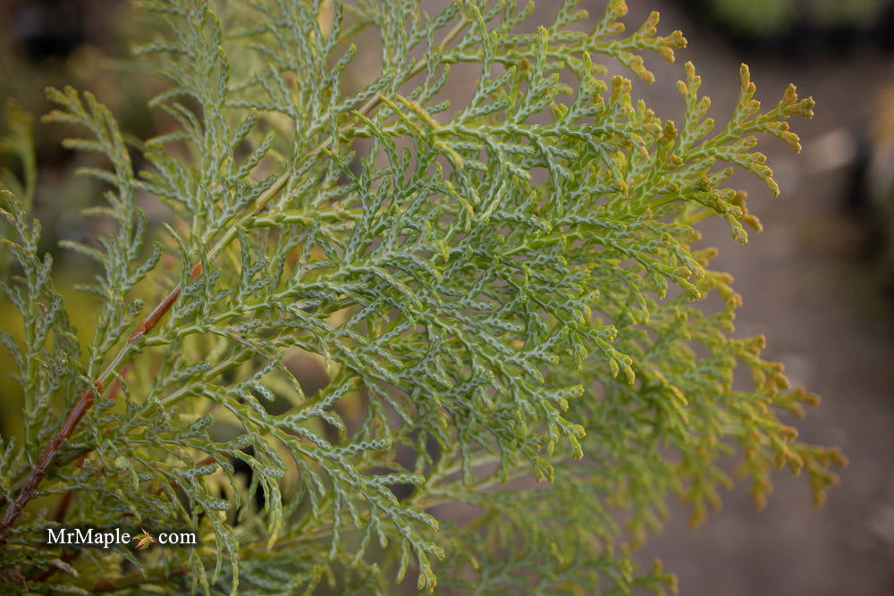 - Chamaecyparis obtusa 'Night Light' Dwarf Hinoki Cypress - Mr Maple │ Buy Japanese Maple Trees