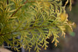 - Chamaecyparis obtusa 'Night Light' Dwarf Hinoki Cypress - Mr Maple │ Buy Japanese Maple Trees